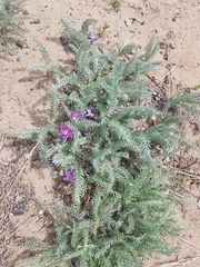 Oxytropis lanata
