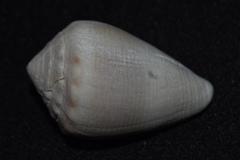 Conus mus