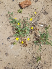 Sibbaldianthe bifurca