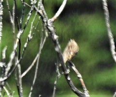 Ammodramus savannarum