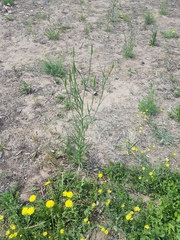 Tragopogon orientalis