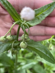 Erigeron philadelphicus