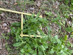 Erigeron philadelphicus