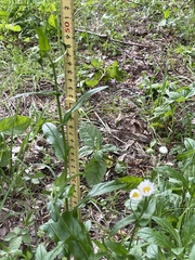 Erigeron philadelphicus