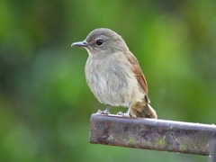 Cyornis unicolor