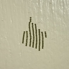 Chrysodeixis subsidens