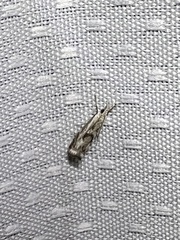 Microcrambus kimballi