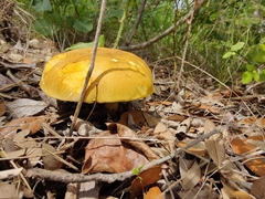 Boletaceae