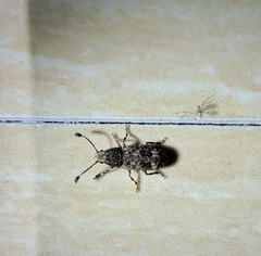 Eucorynus