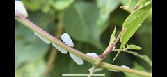Ormenoides