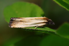 Eucosma radiatana