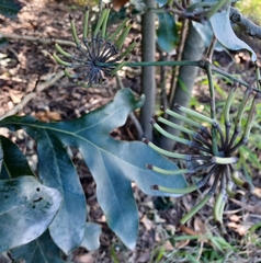 Stenocarpus sinuatus