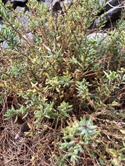 Suaeda australis