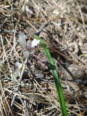 Calochortus tolmiei