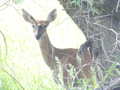 Odocoileus virginianus