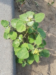 Chenopodium acuminatum