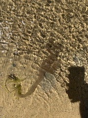 Arenicola cristata image