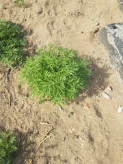 Artemisia sieversiana