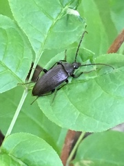 Capnochroa fuliginosa