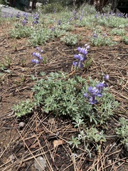 Lupinus grayi