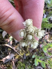 Antennaria alpina