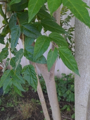 Ailanthus altissima