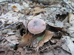 Lactarius quietus incanus