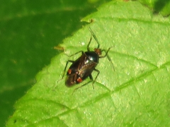 Deraeocoris flavilinea