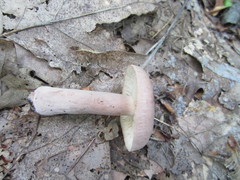 Lactarius quietus incanus