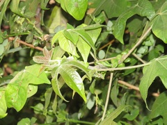 Gossypioides kirkii