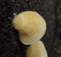 Crepidotus praecipuus