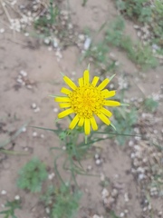 Tragopogon orientalis