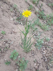 Tragopogon orientalis