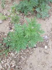 Artemisia sieversiana