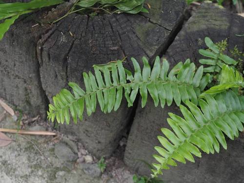 Nephrolepis X copelandii