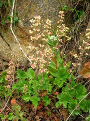 Heuchera pilosissima