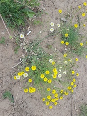 Crepidifolium tenuifolium