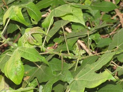Gossypioides kirkii