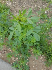 Melilotus officinalis