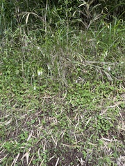 Campanula punctata punctata