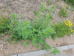 Melilotus officinalis