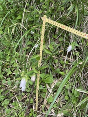 Campanula punctata punctata