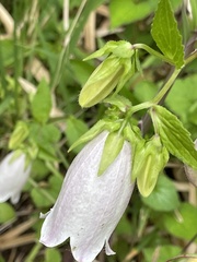 Campanula punctata punctata