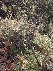 Malurus splendens splendens