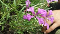 Clarkia pulchella