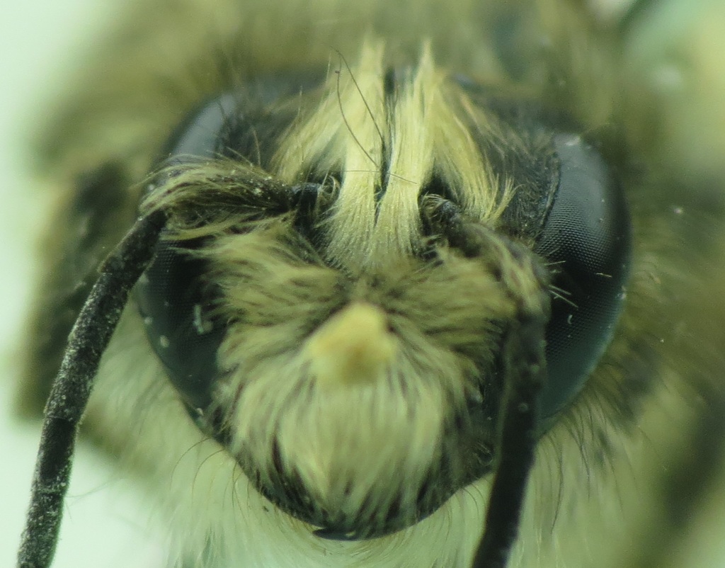 Horn-faced Mason Bee from Rockford, IL, USA on June 05, 2022 at 07:46 ...