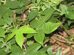 Gossypioides kirkii