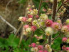 Heuchera pilosissima