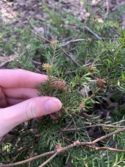 Melaleuca nodosa