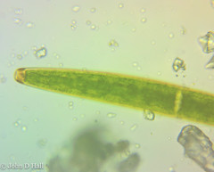 Closterium baileyanum